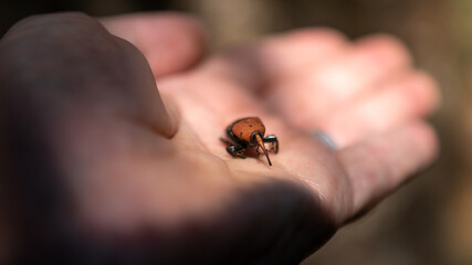 Man hand holding a palm weevil. The red beetles a pest in palm plantations