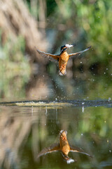 The common kingfisher (Alcedo atthis)