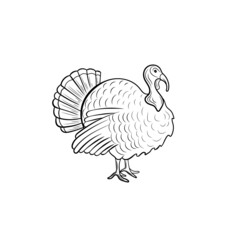 turkey bird illustration, black outline drawing isolated on white background.