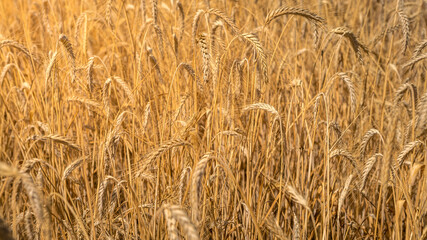Beautiful view of gold wheat crop flied landscape in Spain
