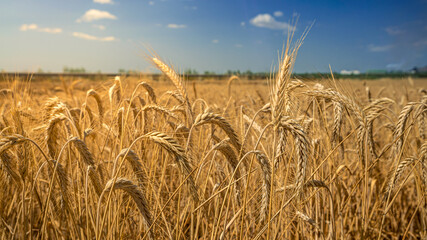 Beautiful view of gold wheat crop flied landscape, rural countryside at Spain