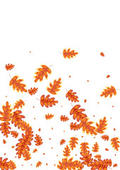 Orange Oak Background White Vector. Acorn Border Texture. Golden Leaf. Label Design. Brown Plant November.