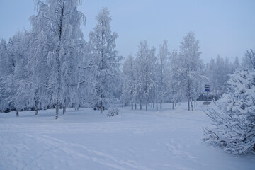Trees in a snowy park.