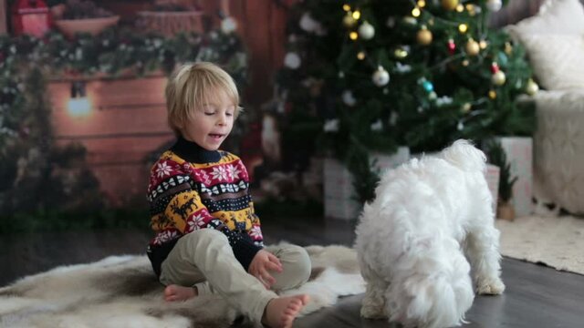 Cozy christmas atmosphere at home, child sitting on the bed, eating cookies with his little pet dog, maltese dog, enjoying christmas together and having tea