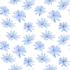 Chicory blue-lilac flower seamless pattern on white background. Watercolor hand drawing illustration for herbal card, textile, wallpaper.