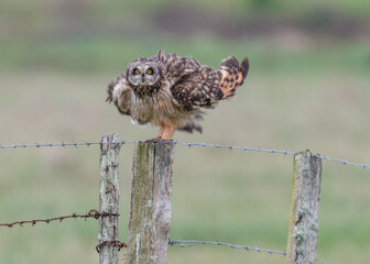 Short eared owl (Asio flammeus) shaking feathers on fence
