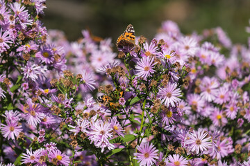 butterfly on a flower