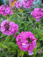 Pink phlox in the garden