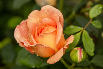Close up of orange rose petails covered dew.
