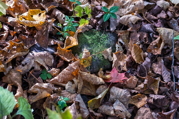 autumn leaves on the ground