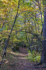Obraz premium forest in autumn