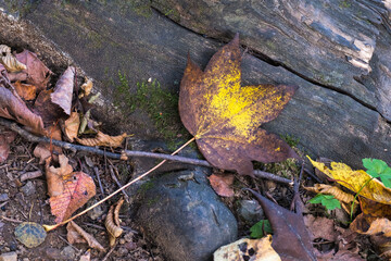 fallen autumn leaves