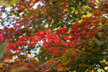 red autumn leaves