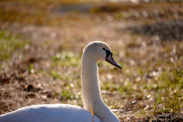 白鳥　ドアップ