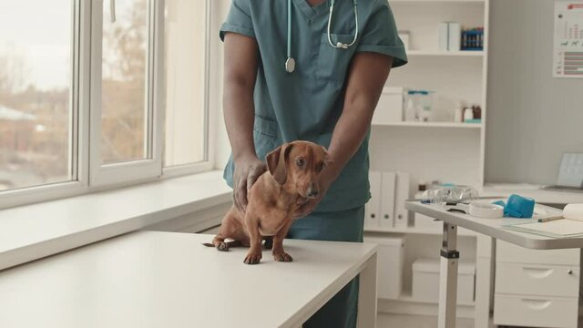 Tracking left of cropped Black man wearing scrubs examining cute dachshund dog that is standing on table in office of veterinary clinic at daytime