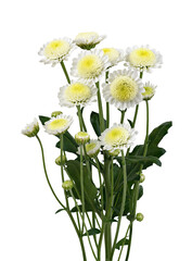 Naklejka na ściany i meble Twig of white chrysanthemum (santini) flowers isolated