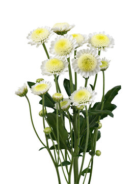 Twig of white chrysanthemum (santini) flowers isolated