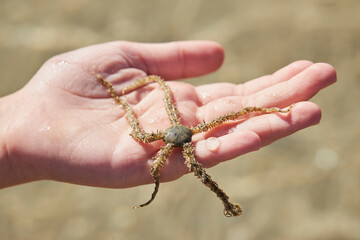The  Brittle star is on the palm. Ophiuroids are echinoderms in the class Ophiuroidea closely related to starfish, has five arms joined to a central body disk.