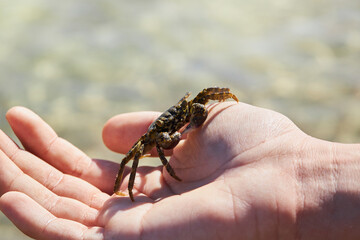 Obraz premium Small warty crab in the hand on the sea background. Eriphia verrucosa. 