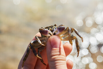 Small warty crab in the hand on the sea background. Eriphia verrucosa. 