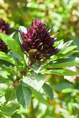 Fototapeta premium Origanum (oregano) vulgare grows in the garden. Flowers of origanum vulgare, natural background.