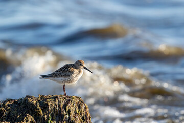The dunlin (Calidris alpina) resting on a pile of seaweed during migration in autumn in Estonian coast, Northern Europe