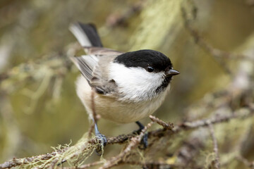 Small and adorable willow tit, Poecile montanus, on an old branch in the wild in Northern Finland, Europe