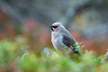 Colorful songbird young Bohemian waxwing (Bombycilla garrulus) standing on an old branch on the ground during autumn in Finnish nature 