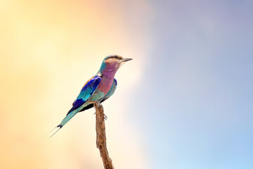 Lilac-breasted roller perched on a branch at dusk. Kruger National Park, South Africa