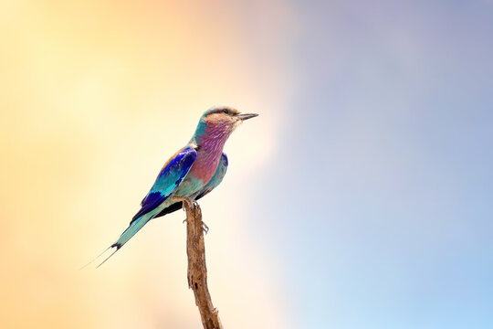 Lilac-breasted roller perched on a branch at dusk. Kruger National Park, South Africa © Rixie