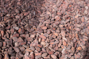 Organic cocoa beans sun drying on a farm.