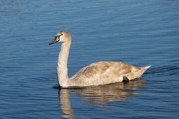 Young gray swan swimming on a lake