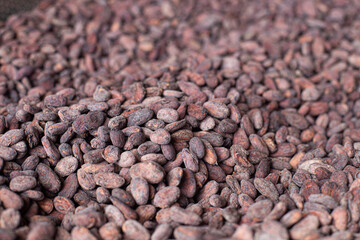 Organic cocoa beans sun drying on a farm.