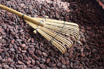 Organic cocoa beans sun drying on a farm.