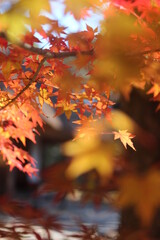 紅葉と日本の秋 素材 紅葉 秋 イメージ写真