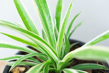Closeup spider plant or Chlorophytum comosum in pot with water drop