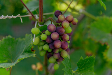 bunch of grapes ripens on a branch between the green leaves