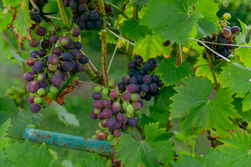 bunch of grapes ripens on a branch between the green leaves