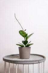 Hoya australis in a small ribbed pot, interior houseplant on a white background. Easy care plant