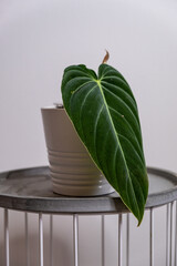 velvet, greenery, indoor plant, philodendron, houseplant, long, house plant, growing, botanical, leaves, trendy, rare, dark, indoors, exotic, climbing, decoration, philodendron melanochrysum, decorati © Zuzana