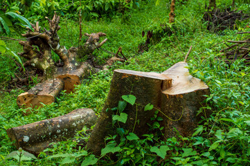 Say no to cutting of trees
