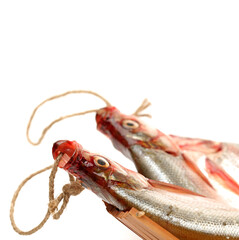 Topmouth culter on white background 