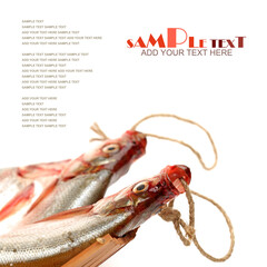 Topmouth culter on white background 