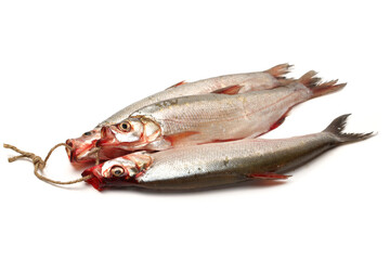 Topmouth culter on white background 