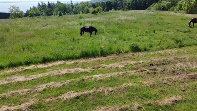 Two horses black and brown grazing on pasture on tether