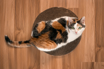 Cat lies on scratching post and looks up