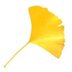 Naklejka premium Yellow ginkgo leaf on white background 