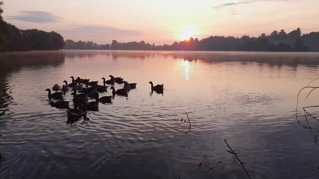 Herd of domestic gray geese on fogy pond during sunrise