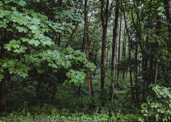 Fototapeta premium Atmospheric dark forest background. Maples in a forest after rain