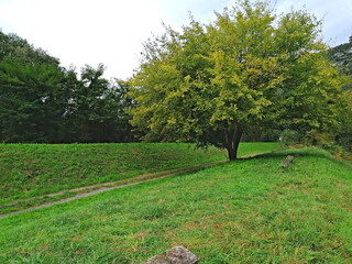 Gelso bianco da frutto ( Morus alba ) della famiglia delle Moraceae genere Morus. Pianta isolata sullo sfondo a destra in un prato con stradina sterrata.